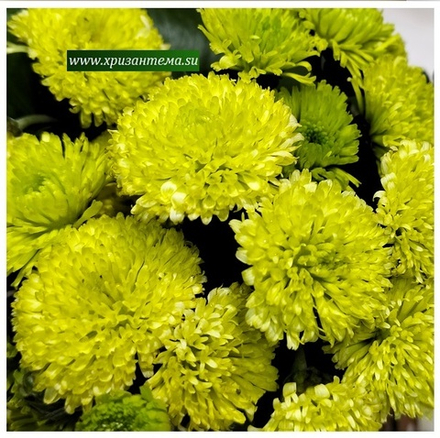 Хризантема мультифлора Verdissimo м.200 /поставка весна 2026г/