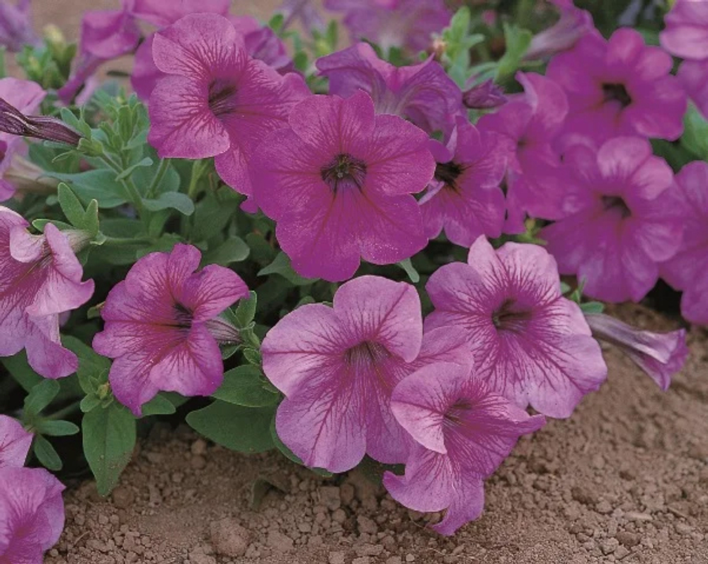 Петуния грандифлора Игл Плам Вейн (1000др) Витагрин Профи