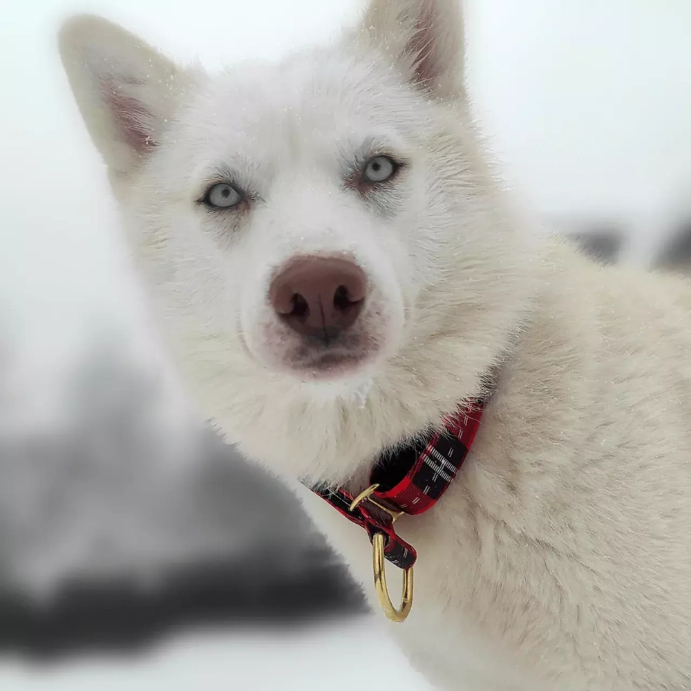 Широкий ошейник полуудавка для собак Шотландка Lapalandia 40 мм