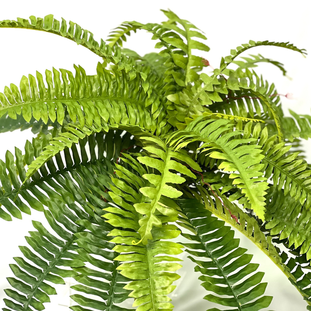 Папоротник Бостон диаметр 65 см