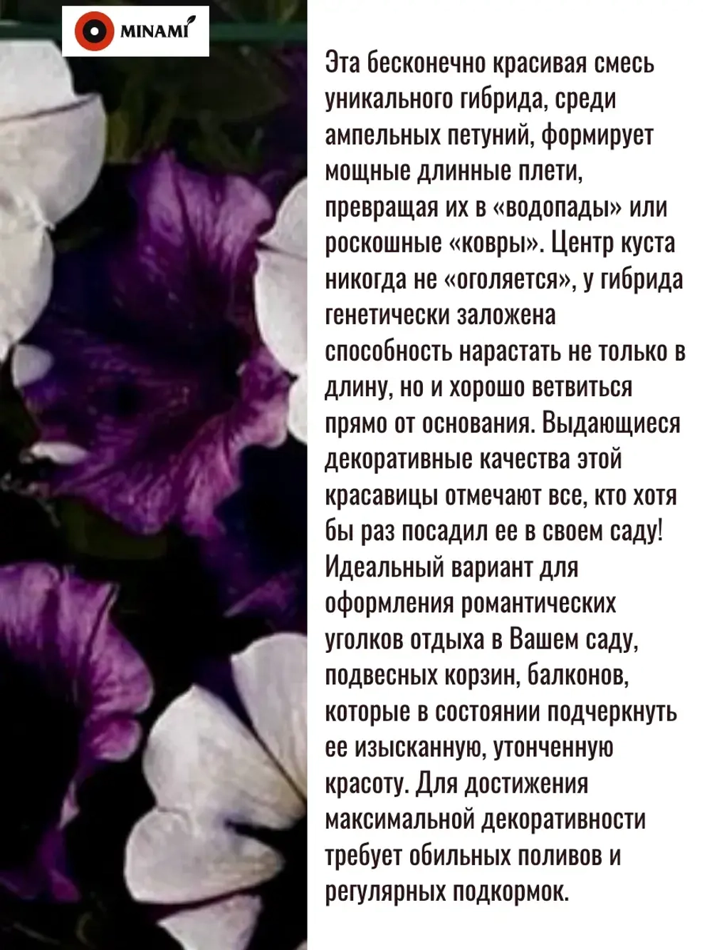 Петуния ампельная Шок Вэйв F1 Парпл Тай Дай
