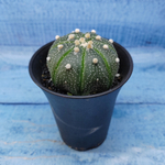 Astrophytum Asterias (Астрофитум)