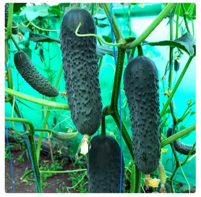 Огурцы теплица Георг F1 - Geor 1000 семян