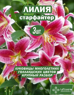 Лилия Луковица, Старфайтер, 3 шт