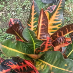 Кротон PAULINA