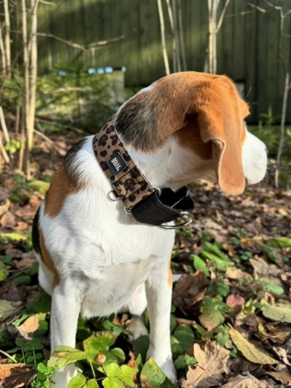 Ошейник Неуловимый леопард