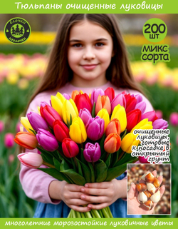 Тюльпан Луковицы очищенные, Микс сортов, 200шт