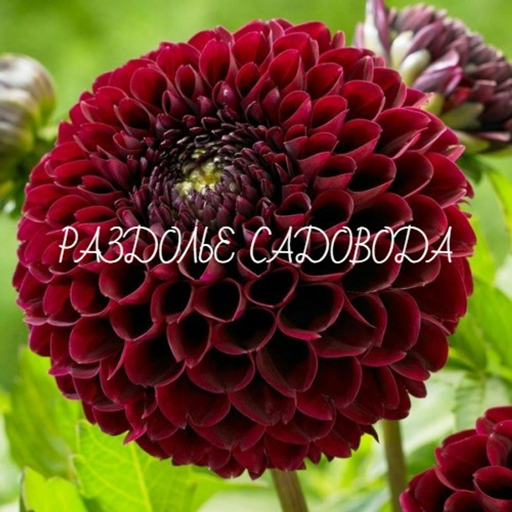 Георгина Джоуи Мирелла