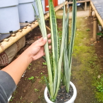 Сансевиерия BANTEL