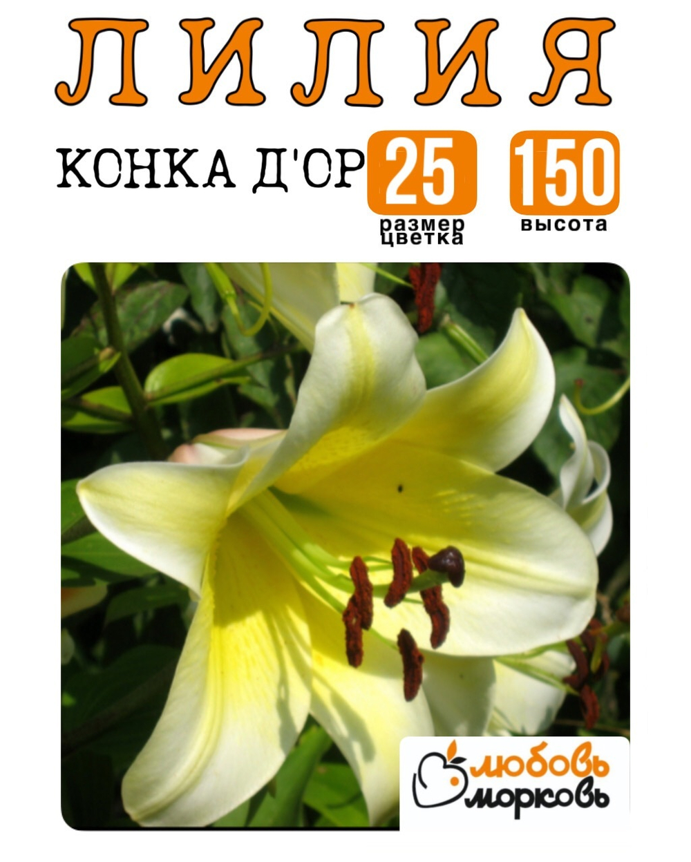 Лилия Луковица, Конка Д'Ор, ОТ-гибрид, 1 шт