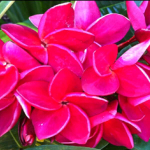 Плюмерия XMAS