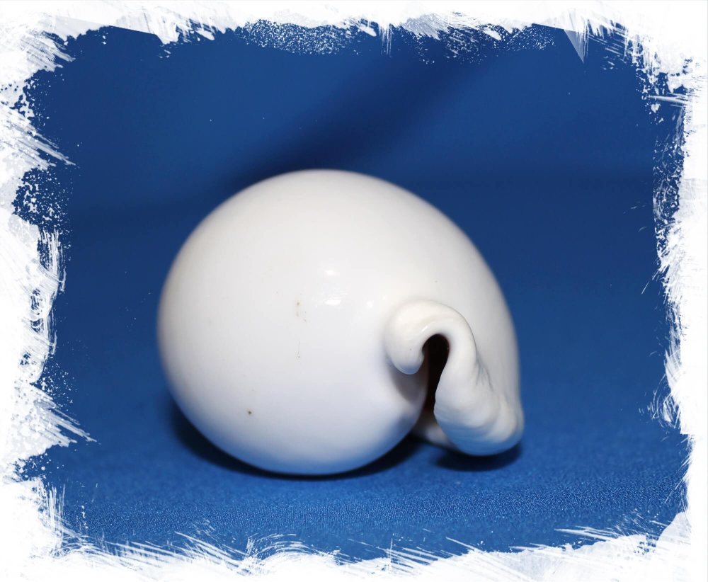 Раковина Овула овум