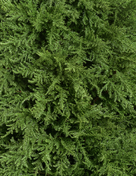 Кипарис Тауэр уличный