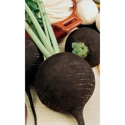 Семена Редька Ночка (УД) Е/П