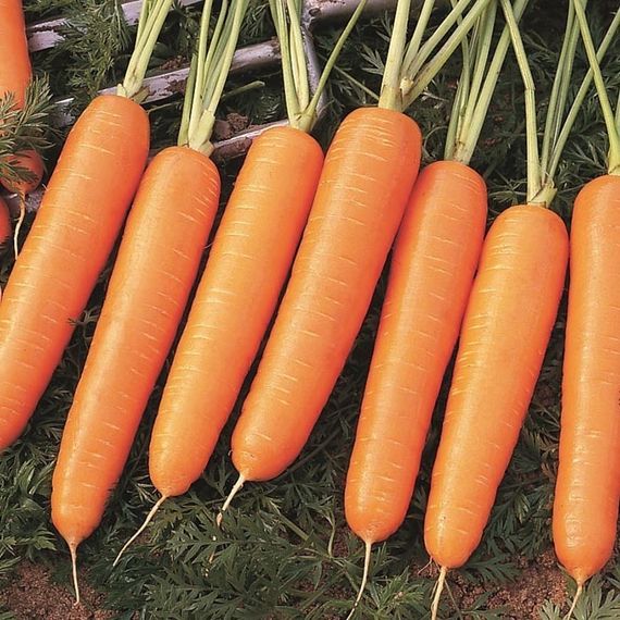 НАЙРОБИ F1 семена моркови Bejo купить