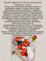 Паслён эфиопский "Тыква на палочке"