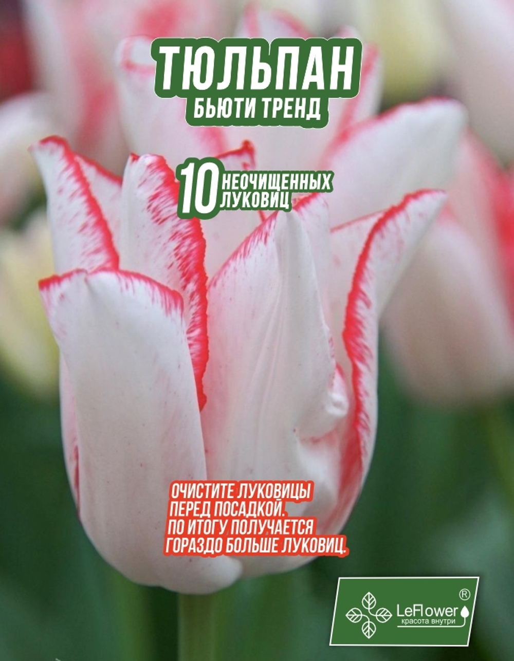 Тюльпан Луковица, Бьюти Тренд, 10шт