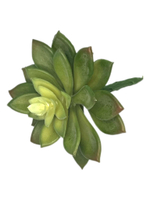 Суккулент 111