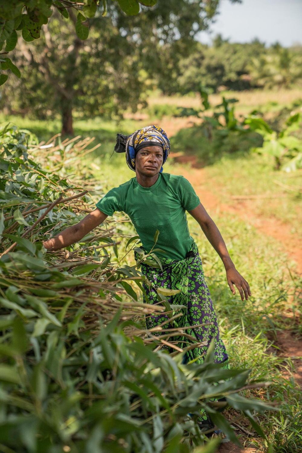 Эфирное масло dōTERRA Лимонный эвкалипт, Lemon eucalyptus, 15 мл (PROMO)
