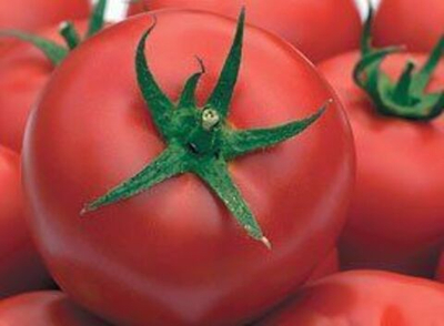 Гравитет F1 семена томата полудетерминантного (Syngenta / Сингента)