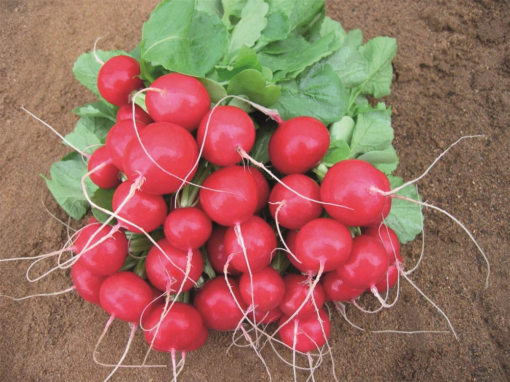 Ребел семена редиса (Bejo / Бейо)