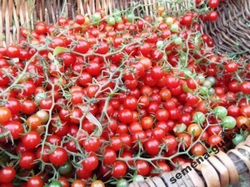 Дикие сладкие помидоры Свит Пиа