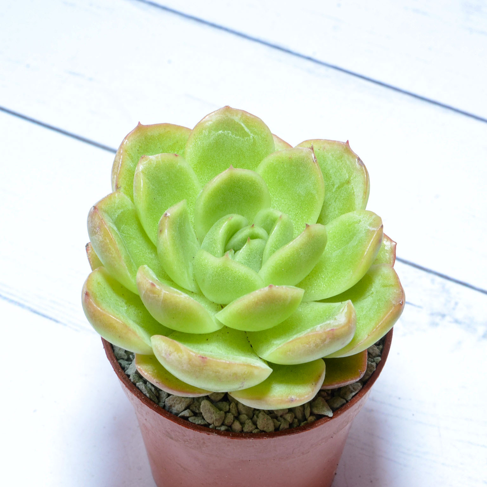 Echeveria Gilva Red (Эхеверия)
