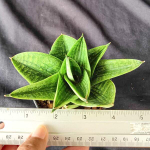 Сансевиерия VEERA