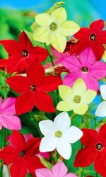 Семена Табак душистый Сенсация смесь (УД) Е/П