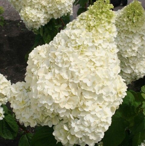 Гортензия метельчатая Селекшион