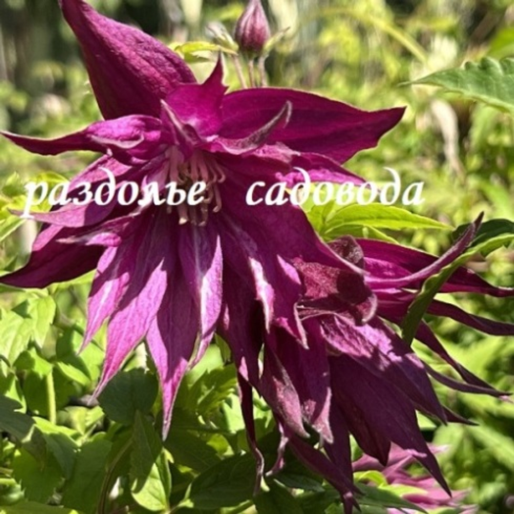 Клематис княжик Парпл Сюрпрайз (горшок 3л)