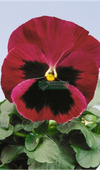 Фиалка Виттрока CELLO ROSE WITH BLOTCH F1