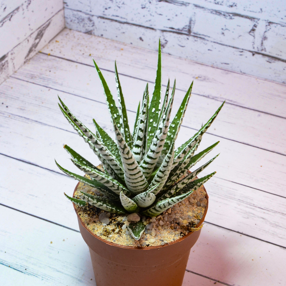 Haworthia Alba (Хавортия)