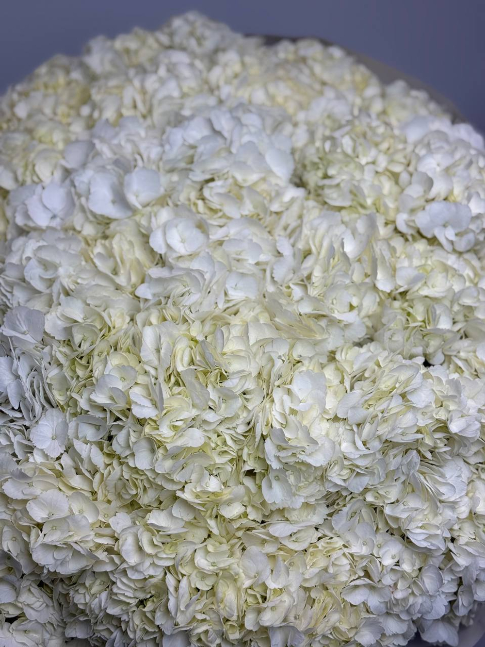 Снежная королева