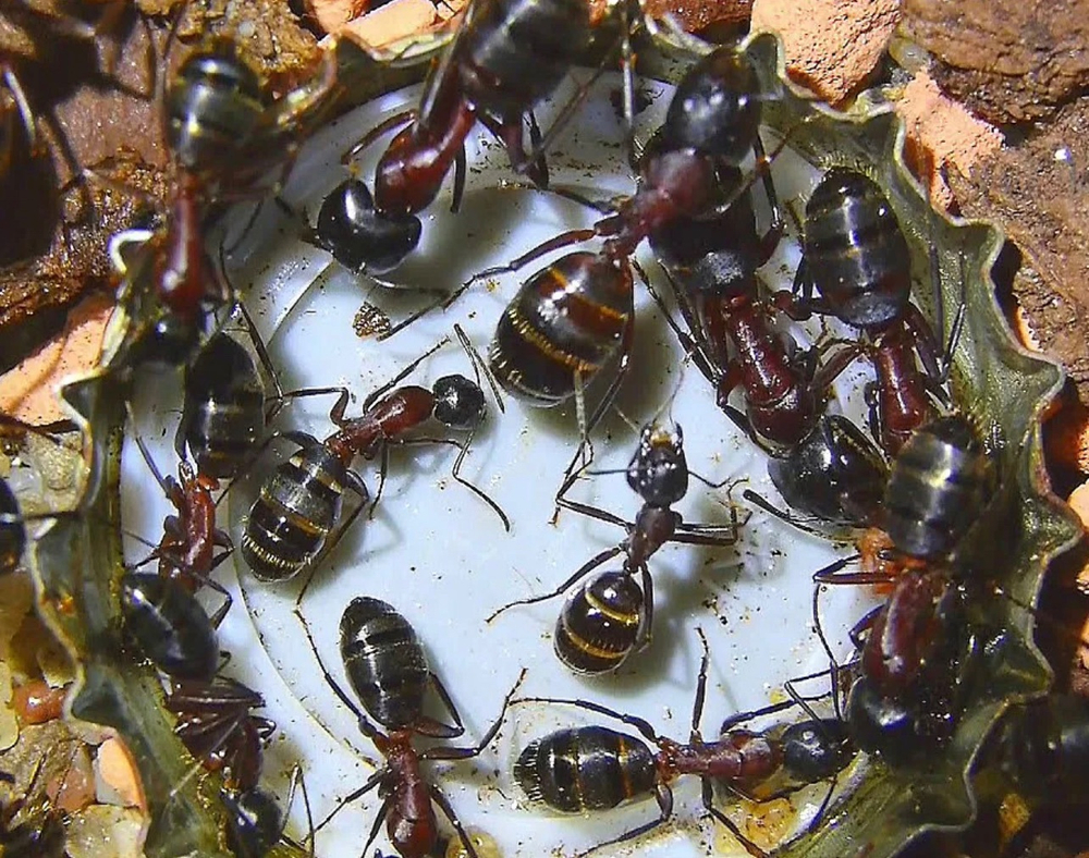 Муравьи Camponotus ligniperda (Европейский муравей-древоточец)