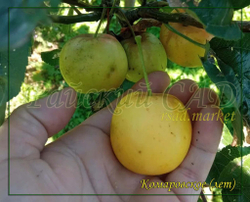 Яблоня Комаровское