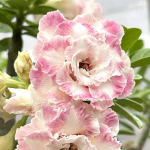 Адениум DARALA