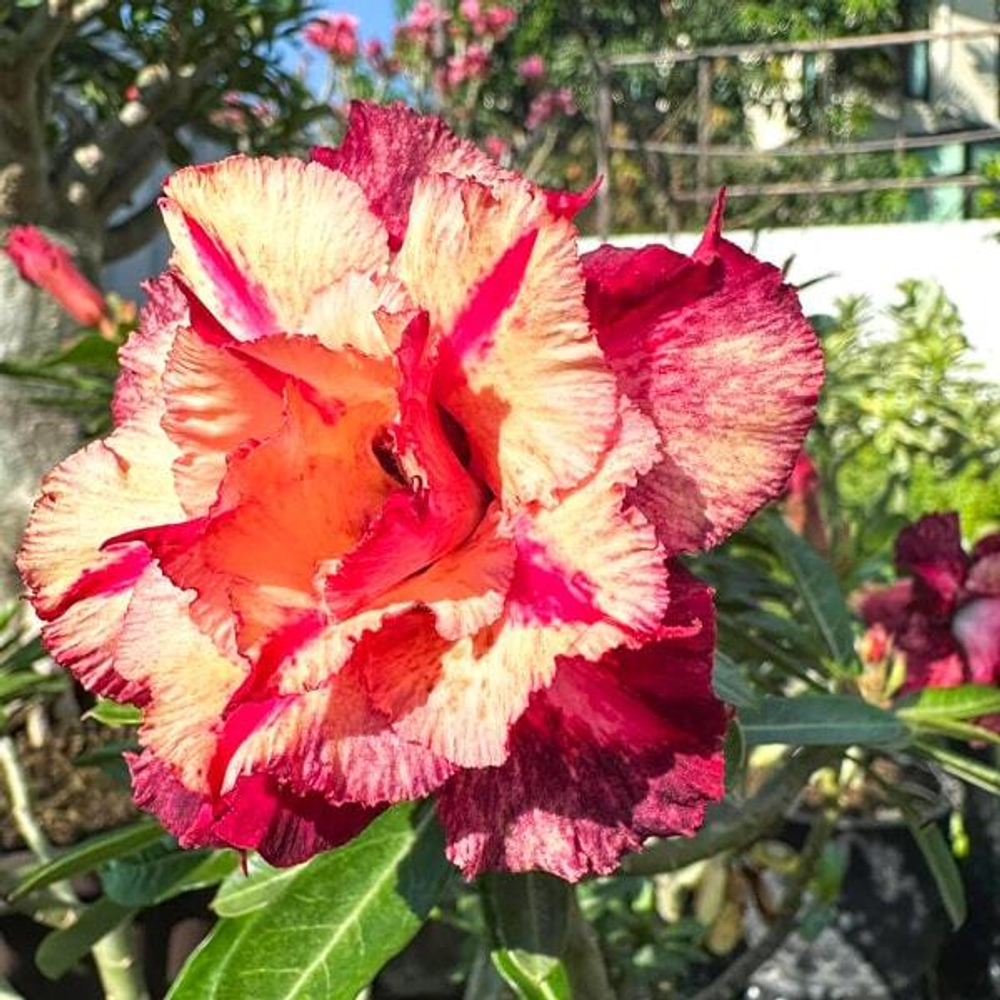 Адениум обесум HONG YOK