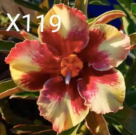 Адениум обесум 282 X119