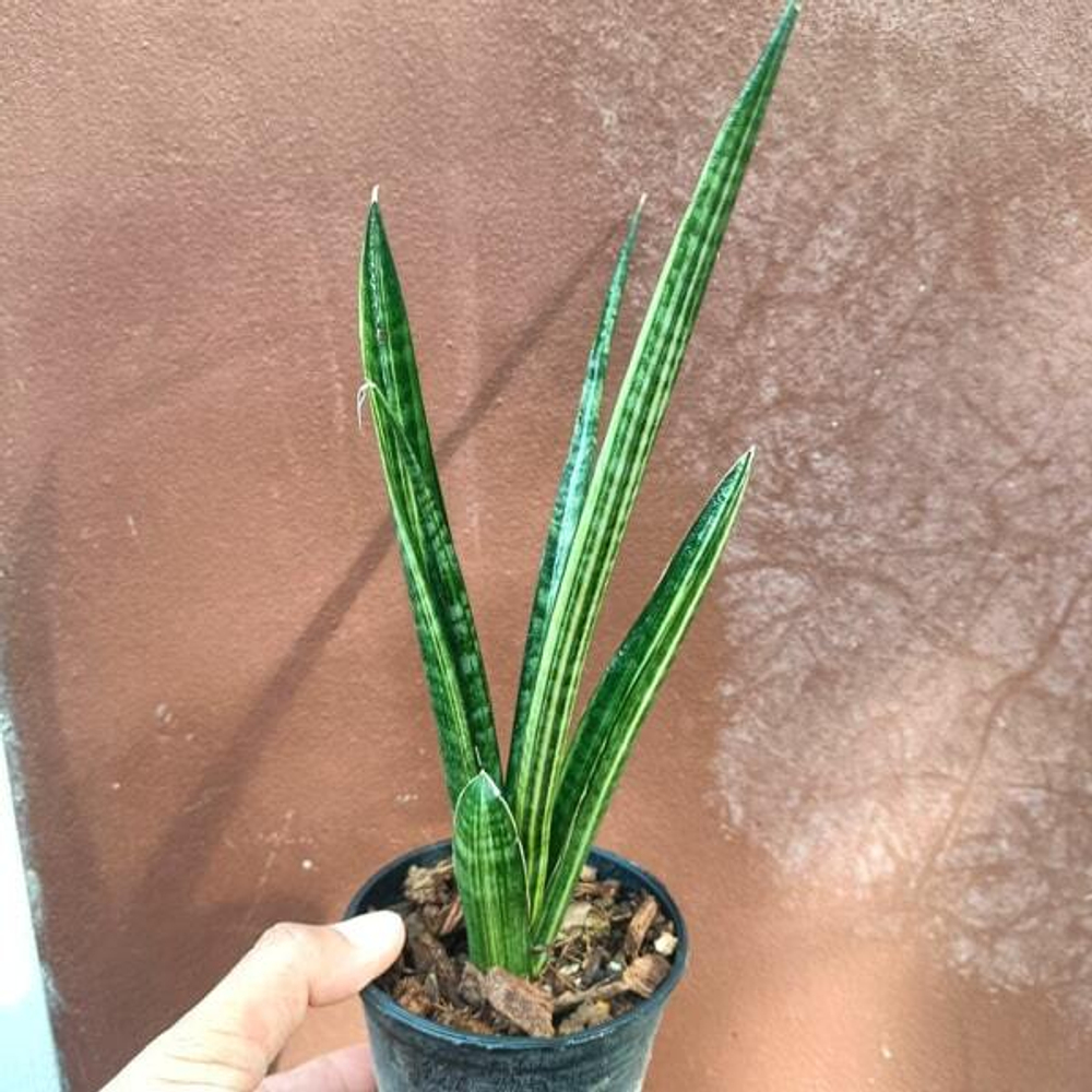 Сансевиерия LOBAL KENYA VAR