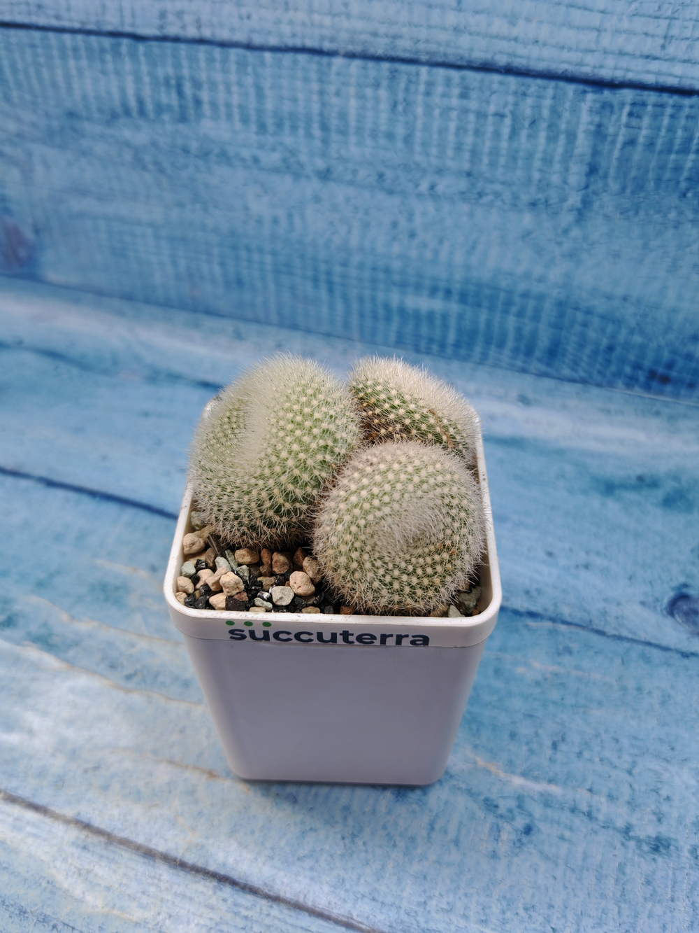 Notocactus Haselbergii triple (Нотокактус)