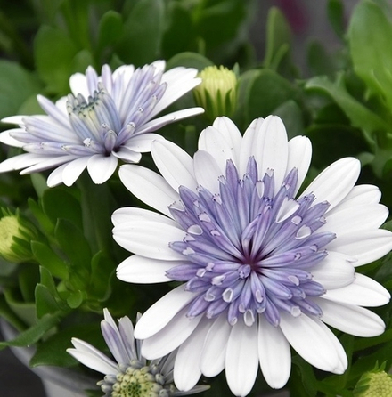 Остеоспермум махровый 3D Steel Blue ОКС укорененный черенок