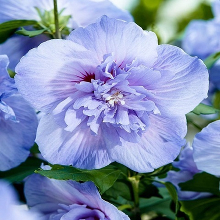 Гибискус сирийский Блю Шифон