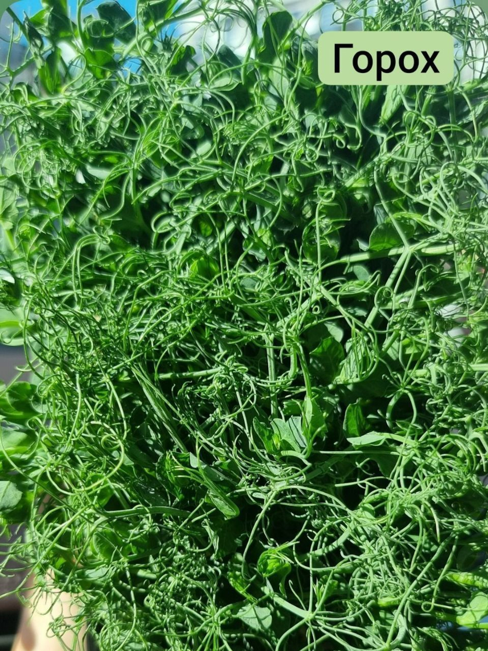 Набор для выращивания микрозелени ЛЕГКИЙ СТАРТ: семена, агровата, лотки