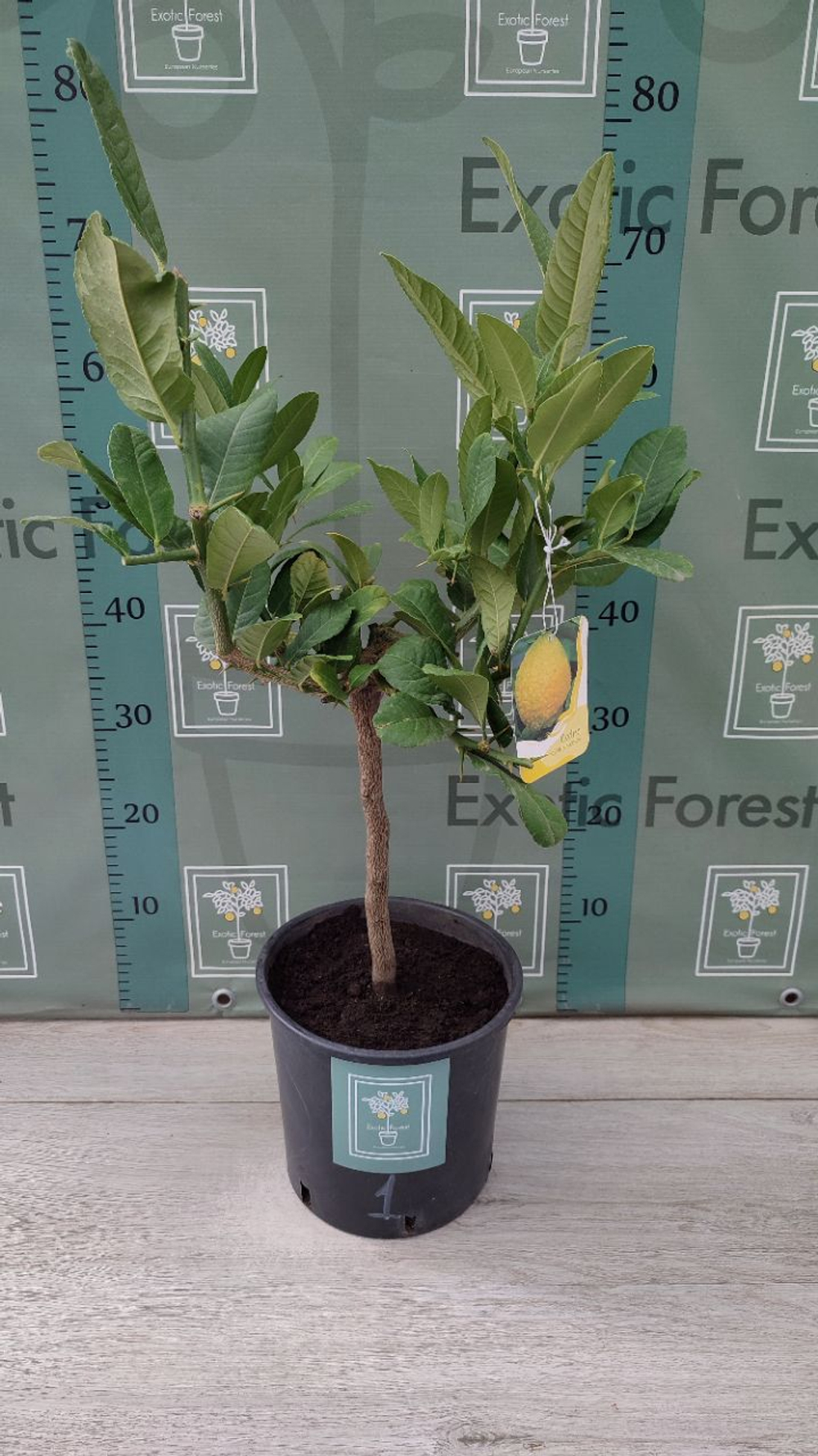 Cedro Maxima