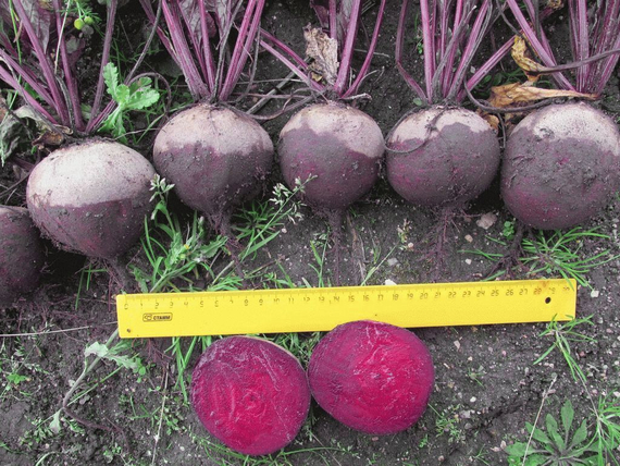 Болтарди семена свеклы – фото 4