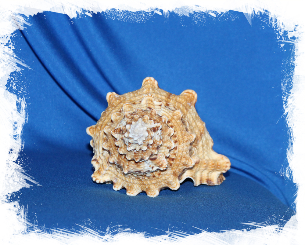 Бурса Бубо, 16-19см, 1шт