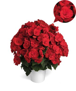 1297 Бегония Barkos-Collection Barkos (Весна 2026)