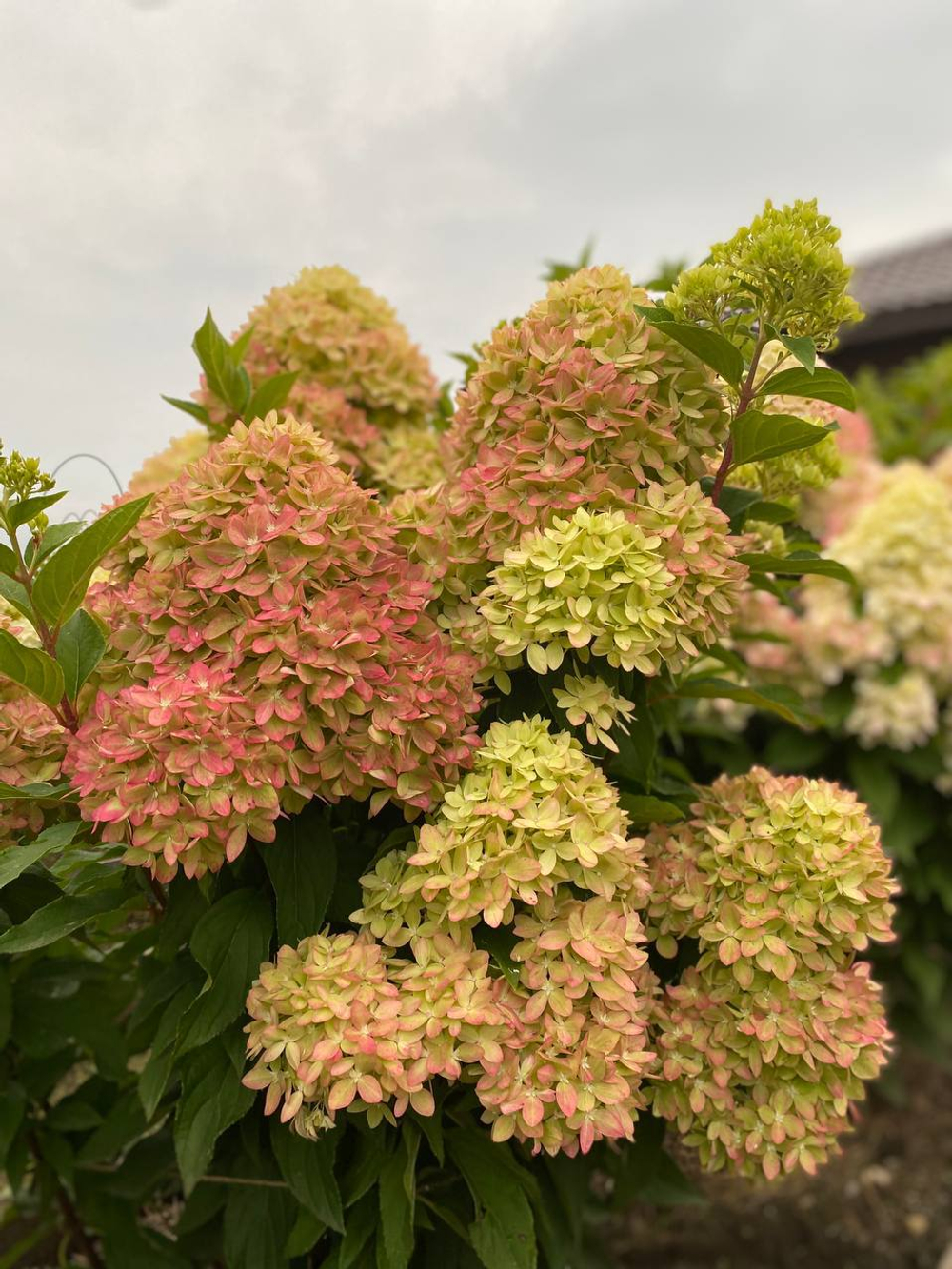 Гортензия метельчатая Би грин (Hydrangea paniculata 'Bee Green')