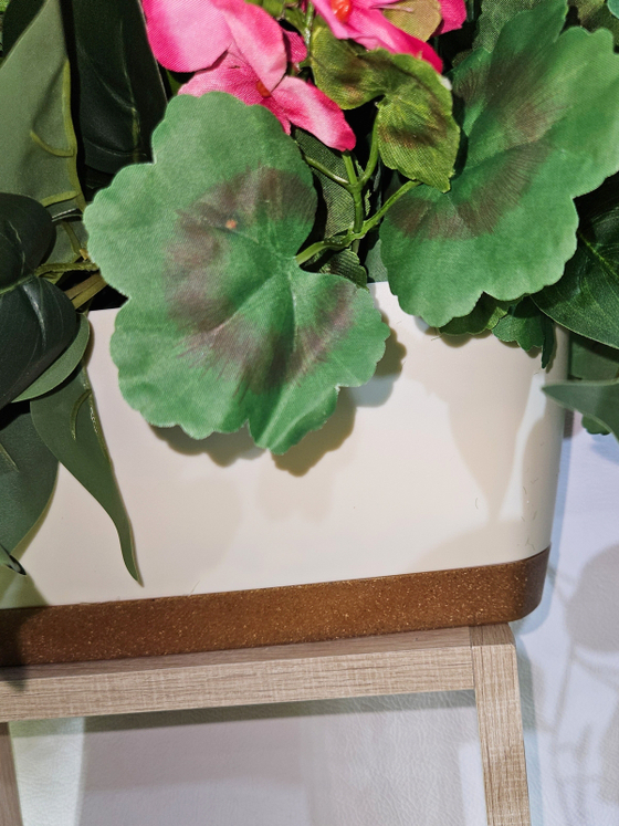 Герань малиновая ампельная с зеленью 80см в длинном кашпо